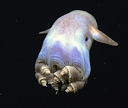 grimpoteuthis reproduction