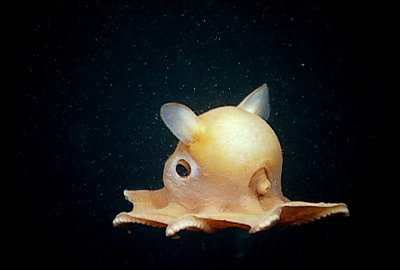 Grimpotheutis dans l'obscurité en quête d'accouplement