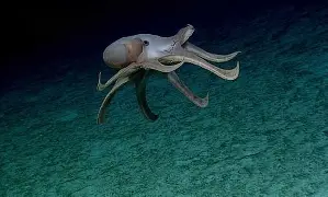 oulpe dumbo en train de nager dans les abysses